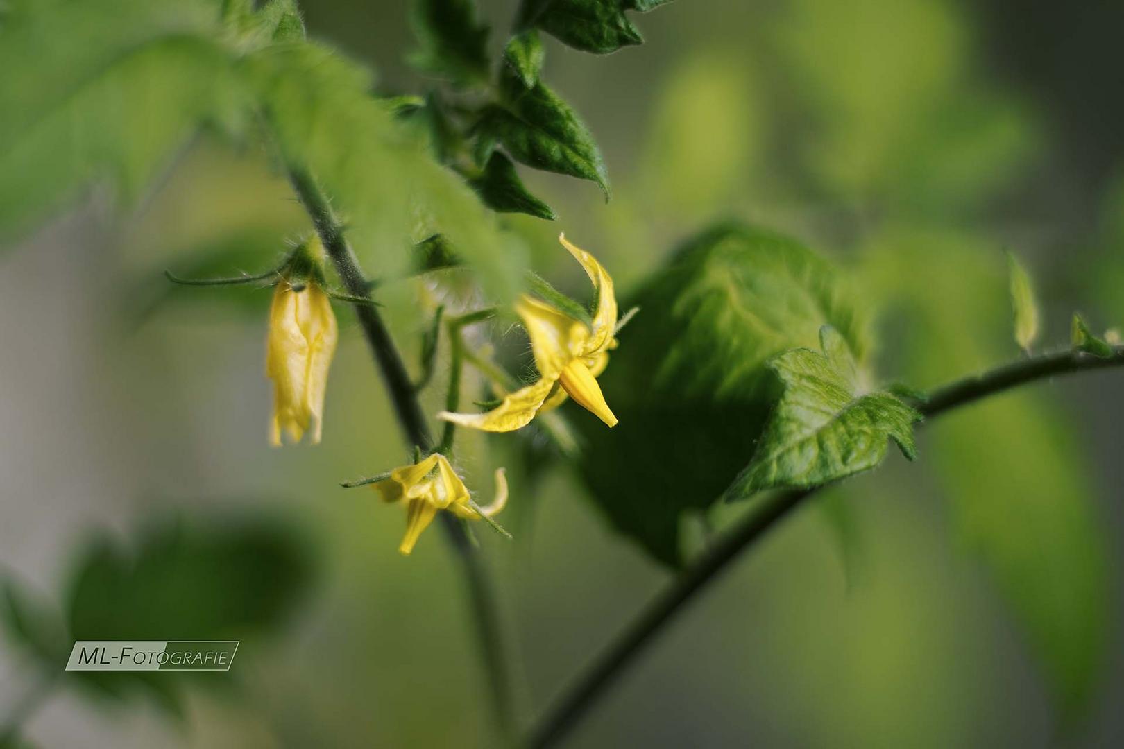 Tomatenblueten