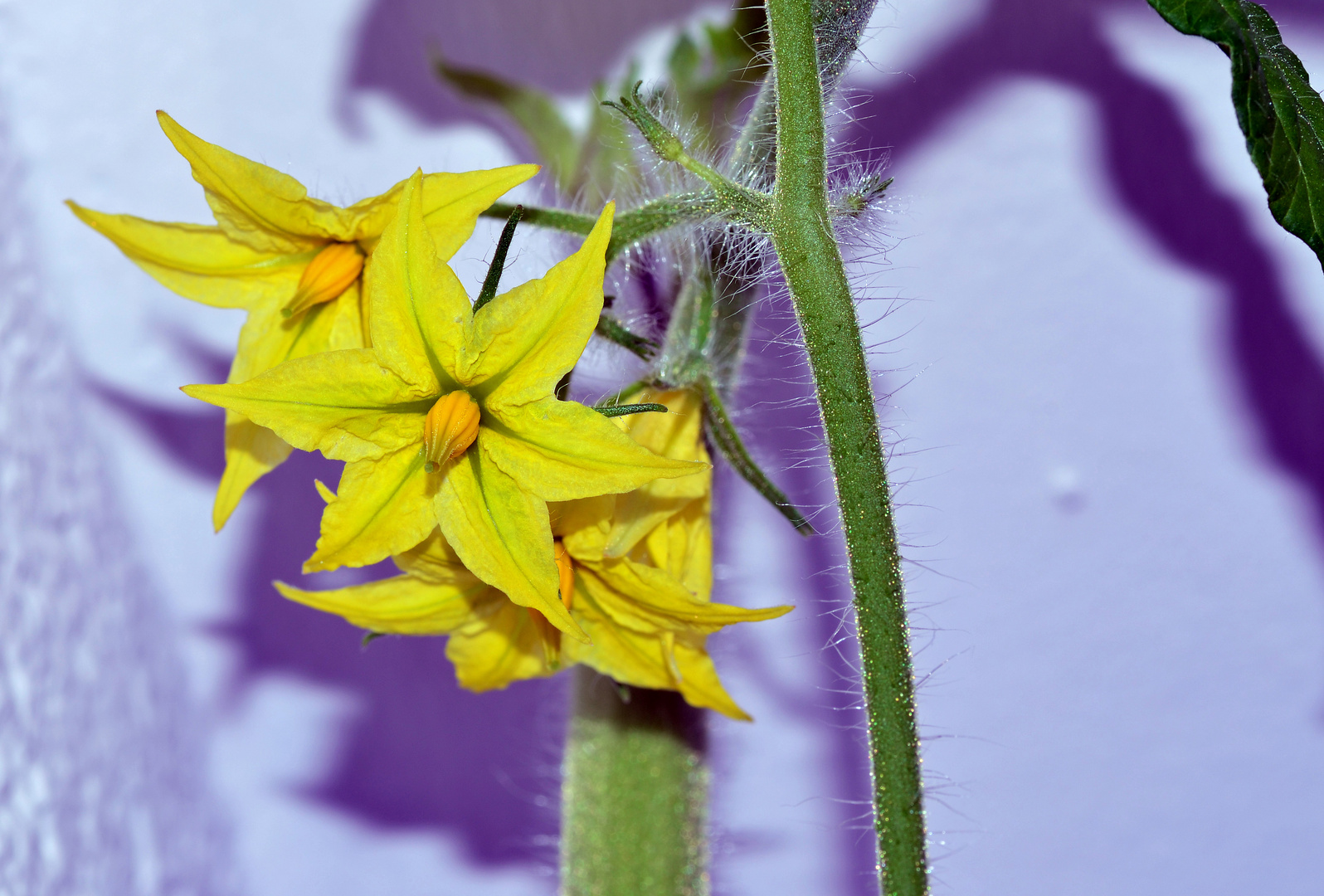 Tomatenblüten