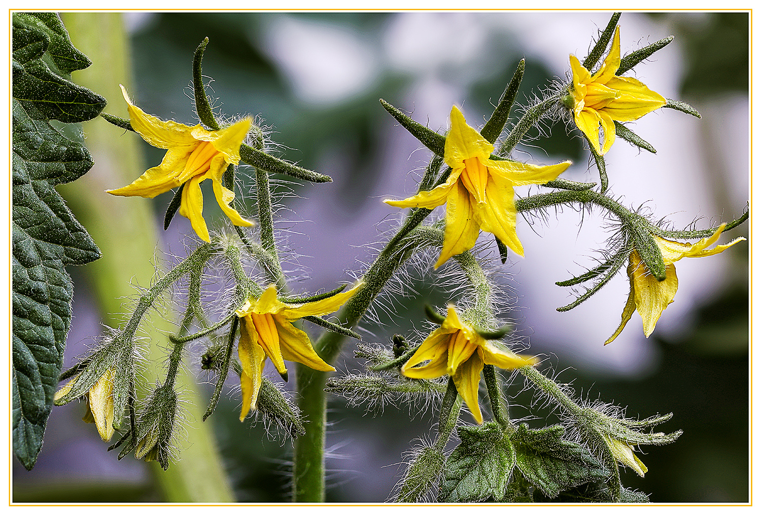 Tomatenblüten... Foto & Bild spezial, gelb, natur Bilder auf
