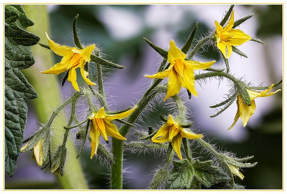 Tomatenblüten...