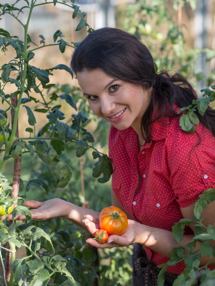 Tomatenernte