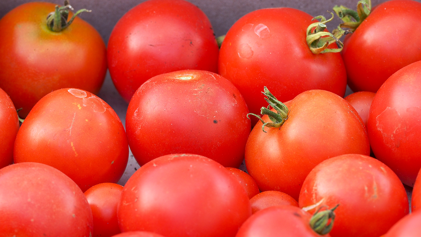 Tomatenernte im Oktober