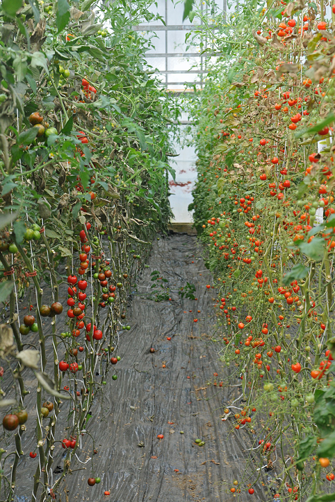 Tomatenfest 2017: Da hängen sie