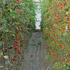 Tomatenfest 2017: Da hängen sie