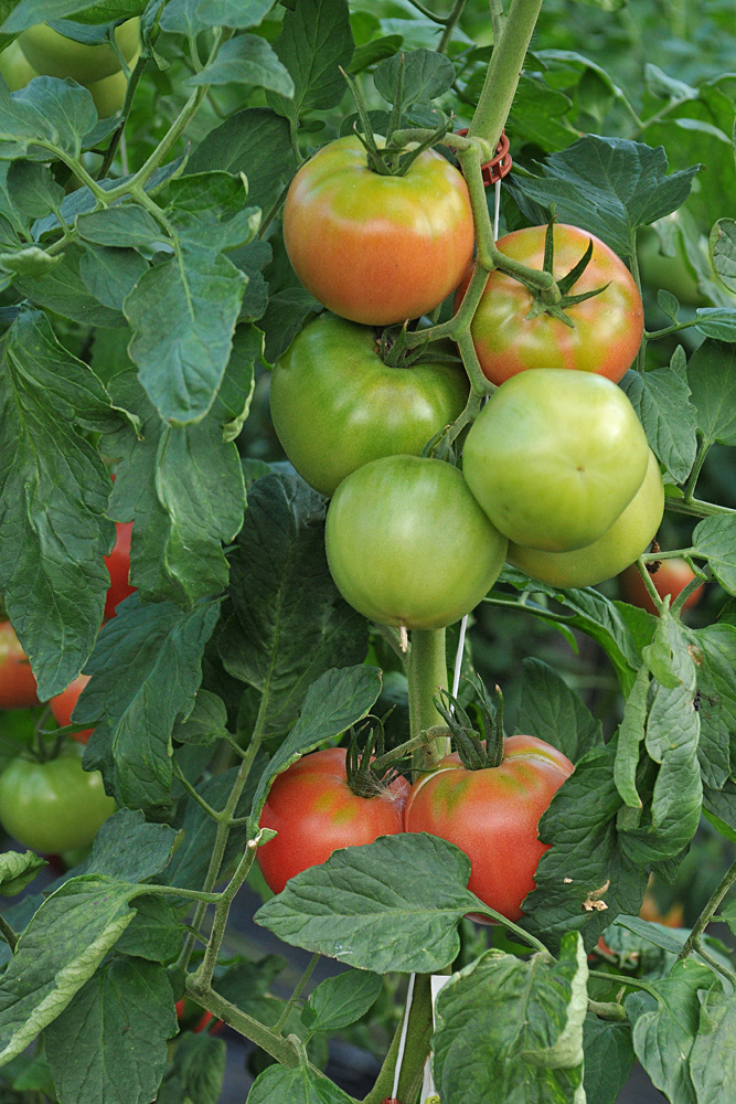 Tomatenfest 2017: Die müssen noch ein paar Tage