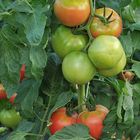 Tomatenfest 2017: Die müssen noch ein paar Tage