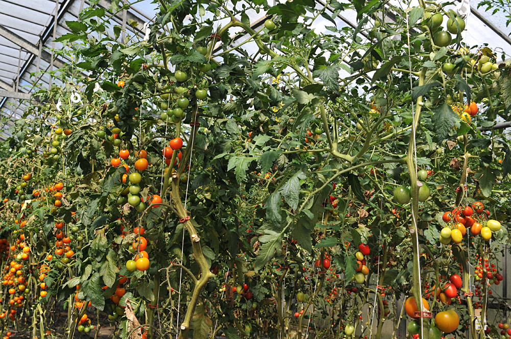 Tomatenfest 2017: Die sind für nächste Woche