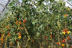 Tomatenfest 2017: Die sind für nächste Woche