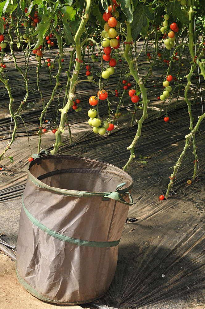 Tomatenfest 2017: Kurz vor dem Erntekorb