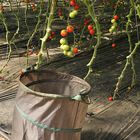 Tomatenfest 2017: Kurz vor dem Erntekorb