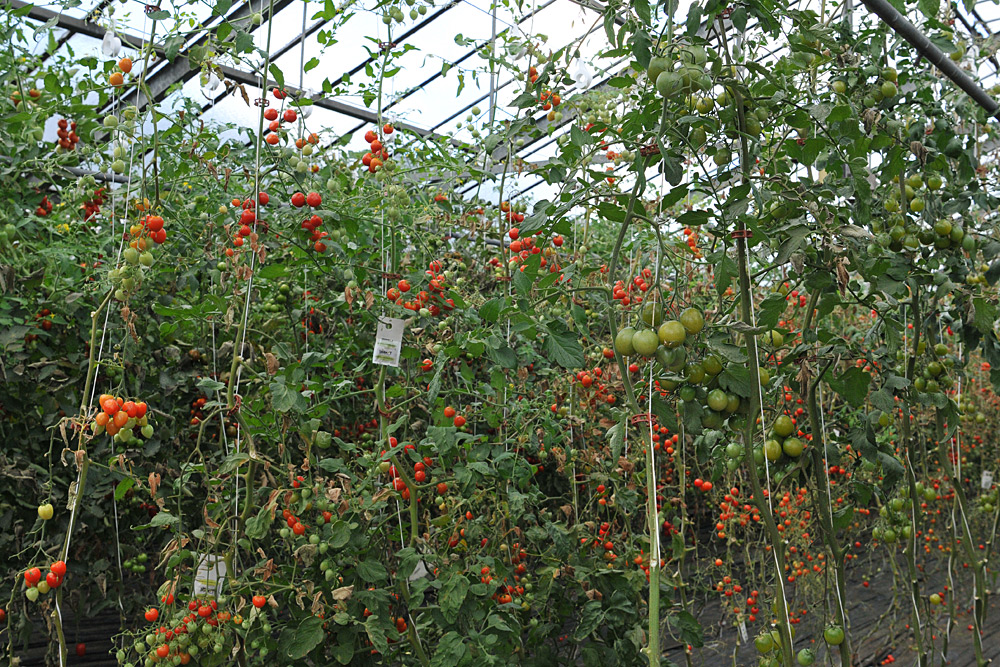 Tomatenfest 2017: Noch ein halbes Jahr – mindestens