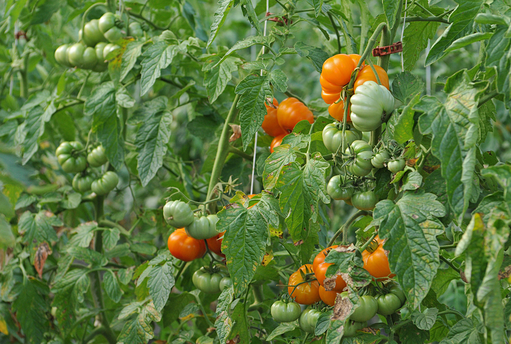 Tomatenfest 2017: Reife – Unterschiede