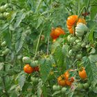 Tomatenfest 2017: Reife – Unterschiede