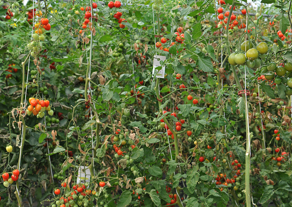 Tomatenfest 2017: Zum Reinsetzen