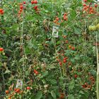 Tomatenfest 2017: Zum Reinsetzen