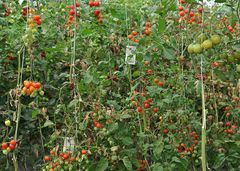 Tomatenfest 2017: Zum Reinsetzen
