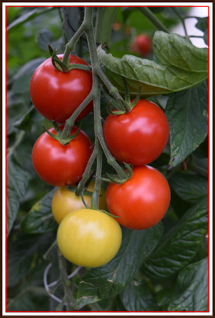 Tomaten,frisch aus dem Garten.....