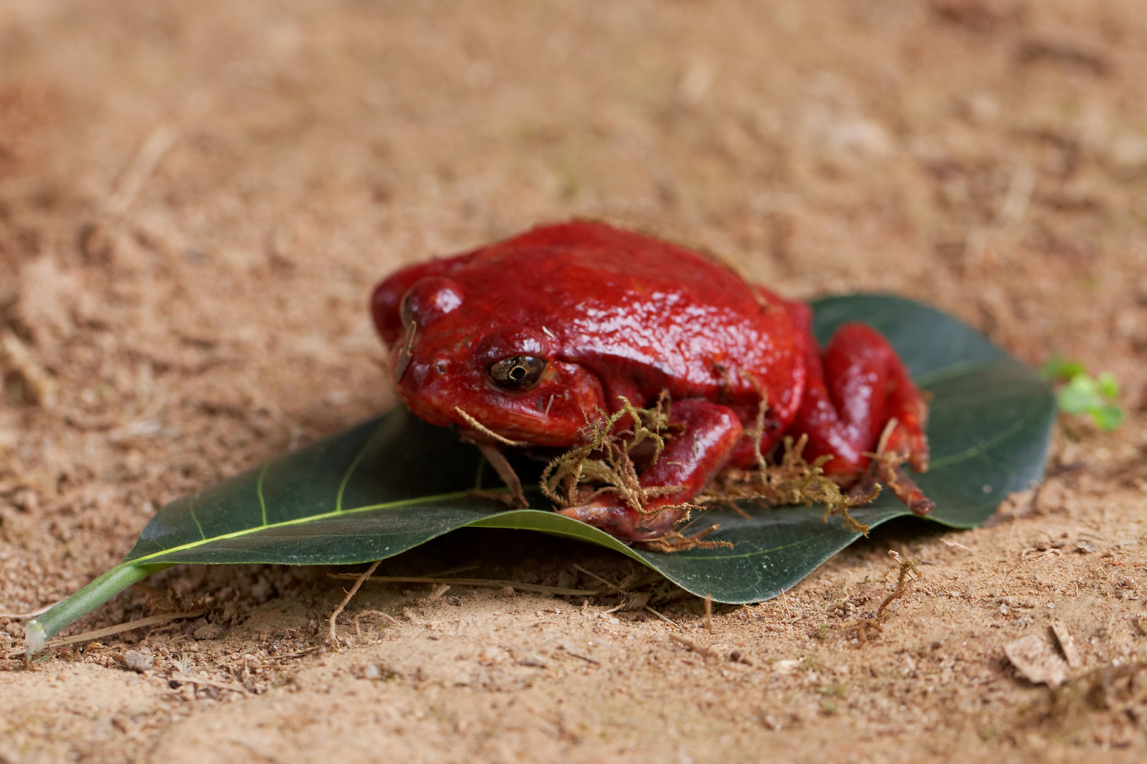 Tomatenfrosch