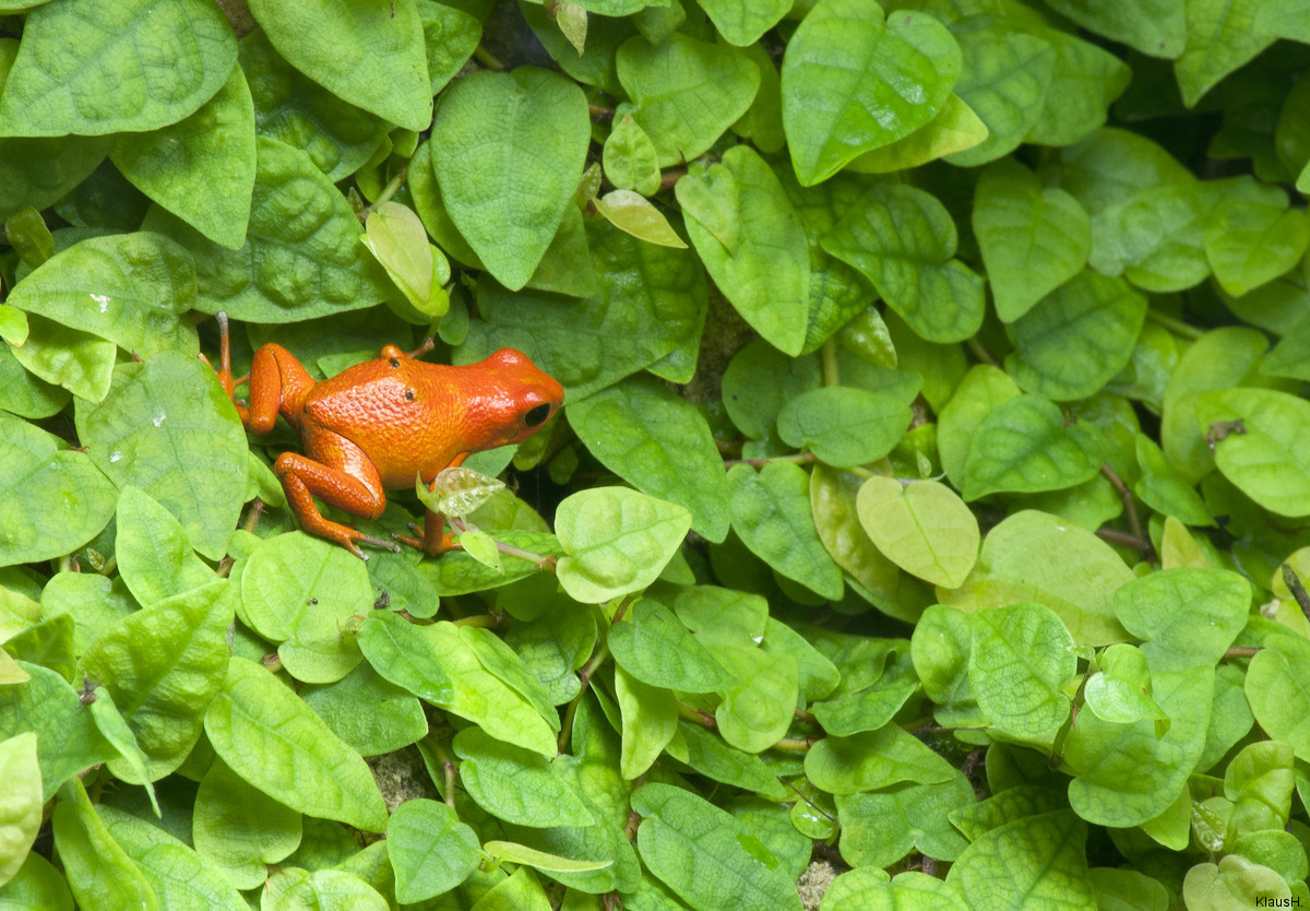 Tomatenfrosch...