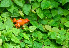 Tomatenfrosch...