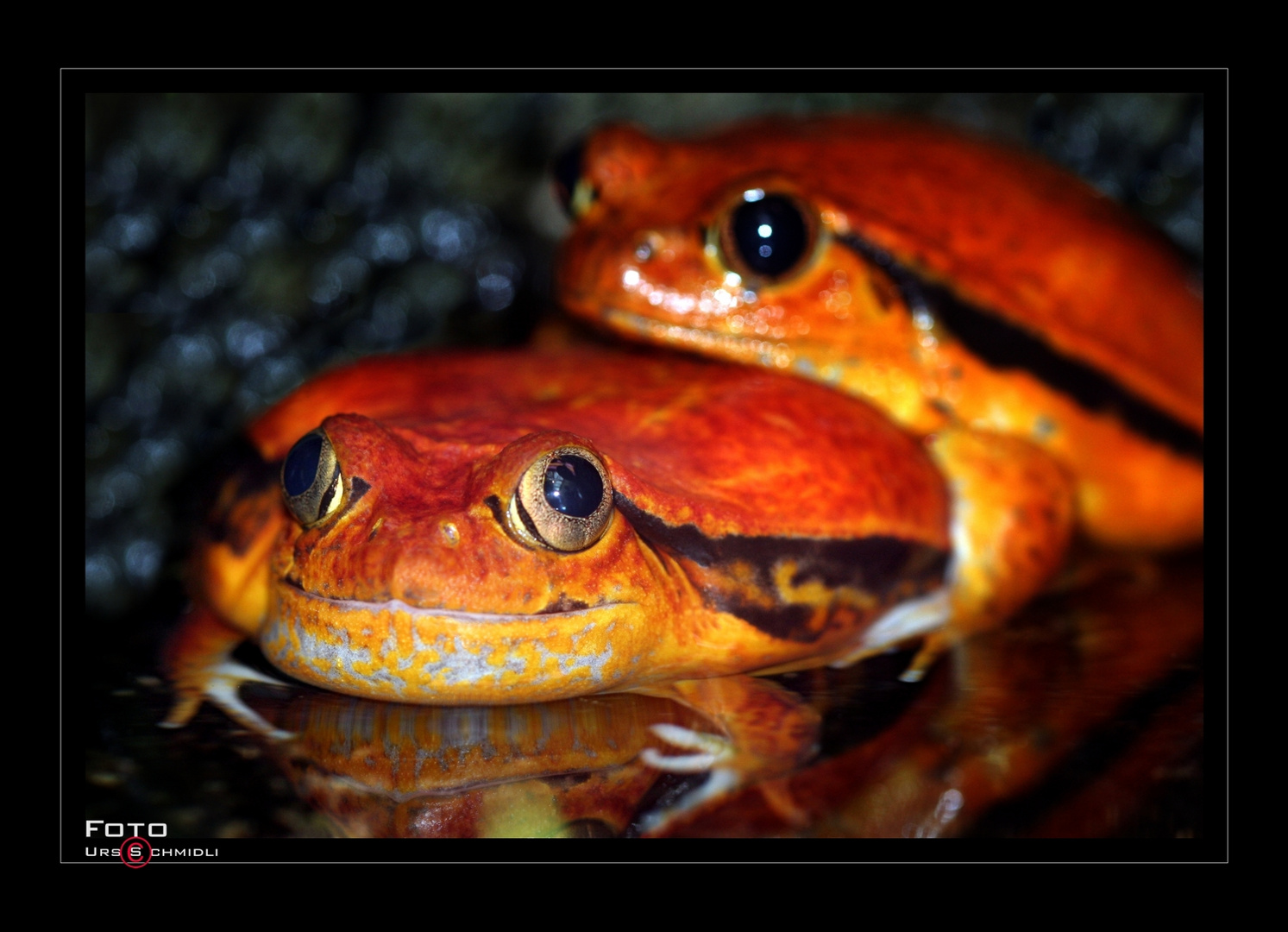 Tomatenfrosch