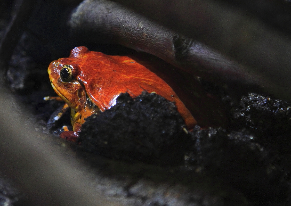 Tomatenfrosch (Dyscophus antongilii)