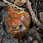 Tomatenfrosch eingegraben !