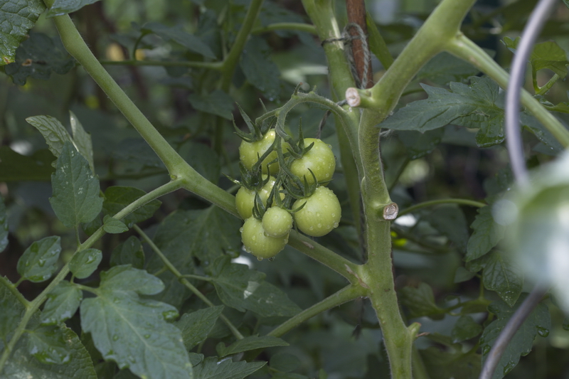 Tomatenfrüchte