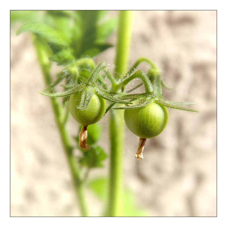 Tomaten_gruen0618c