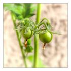 Tomaten_gruen0618c