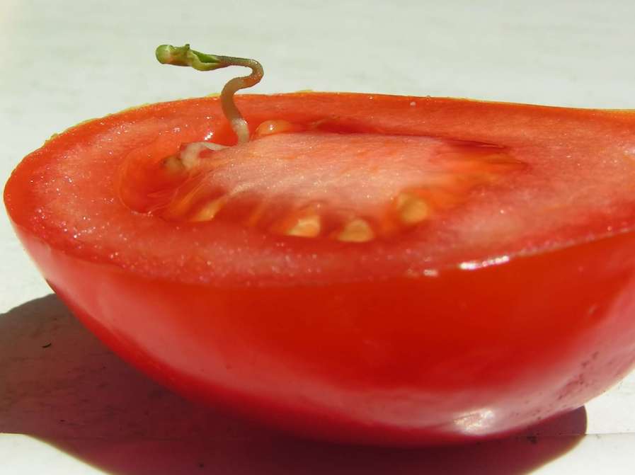 Tomatenkeimling