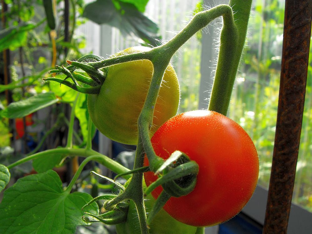 Tomaten_Makro