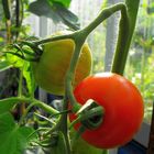 Tomaten_Makro