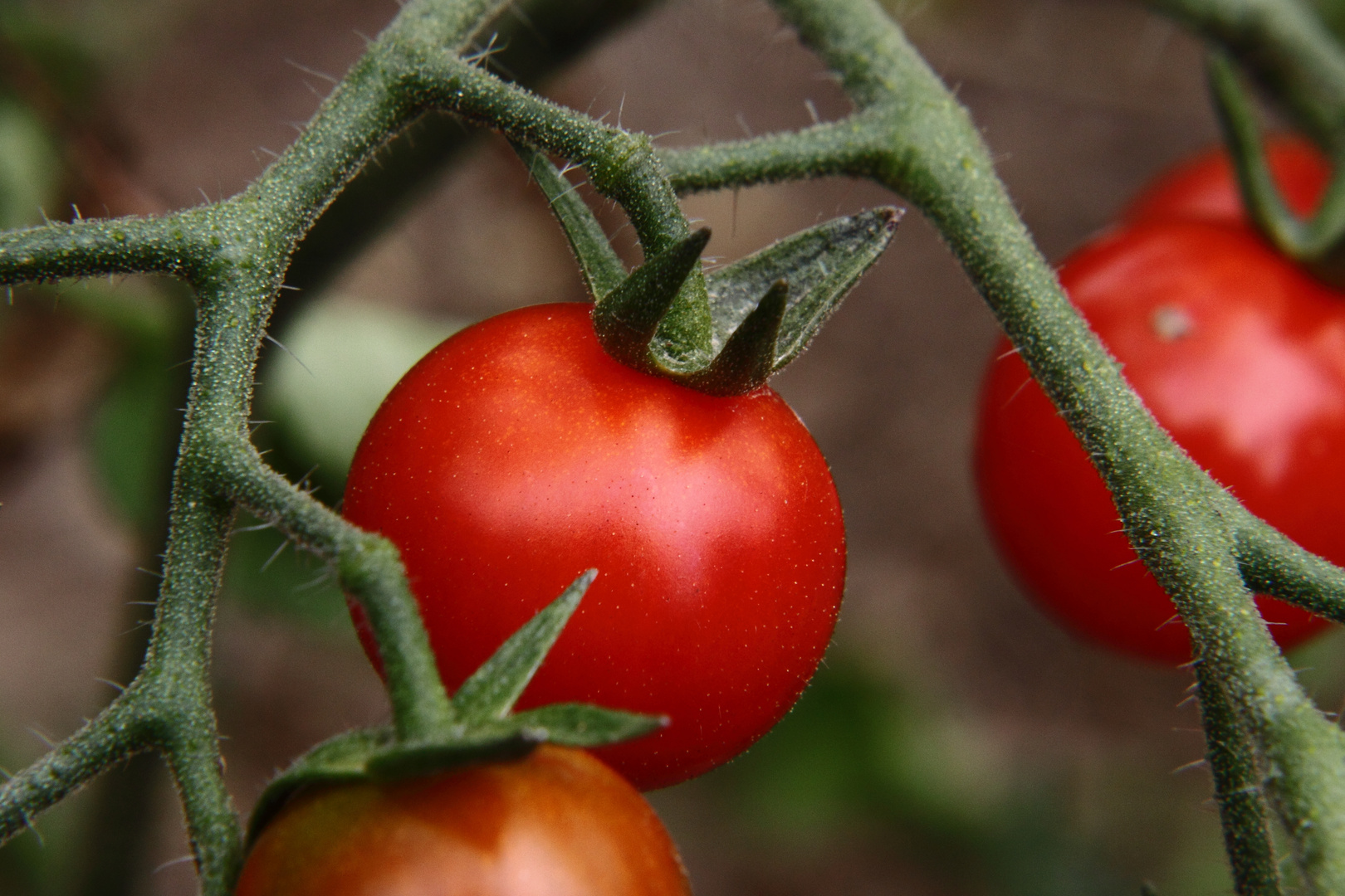 Tomatenparadies