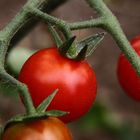 Tomatenparadies
