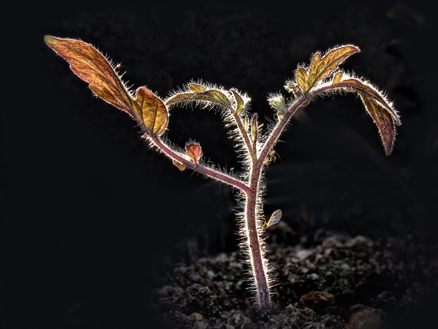 Tomatenpflänzchen im Gegenlicht