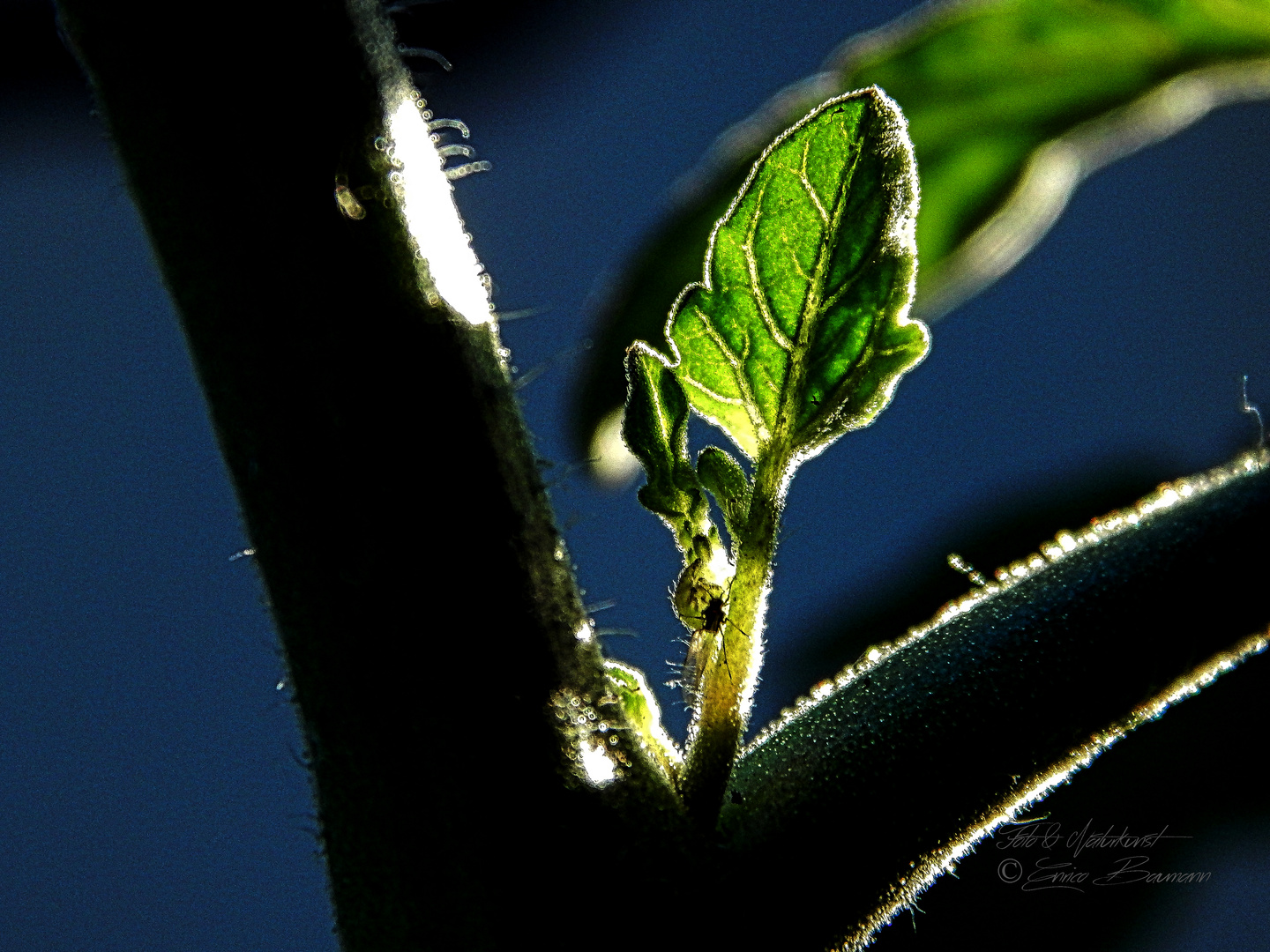 Tomatenpflanze noch junger Trieb