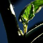 Tomatenpflanze noch junger Trieb