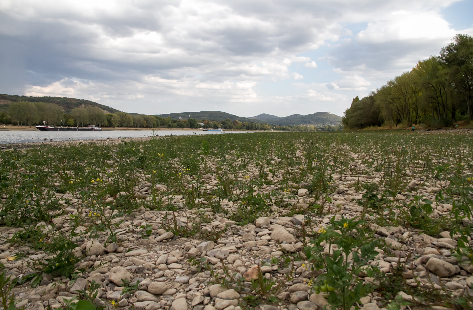 Tomatenpflanzen im Rhein