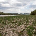 Tomatenpflanzen im Rhein