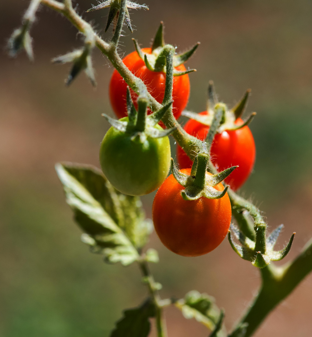 Tomaten_Quartett