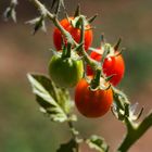 Tomaten_Quartett