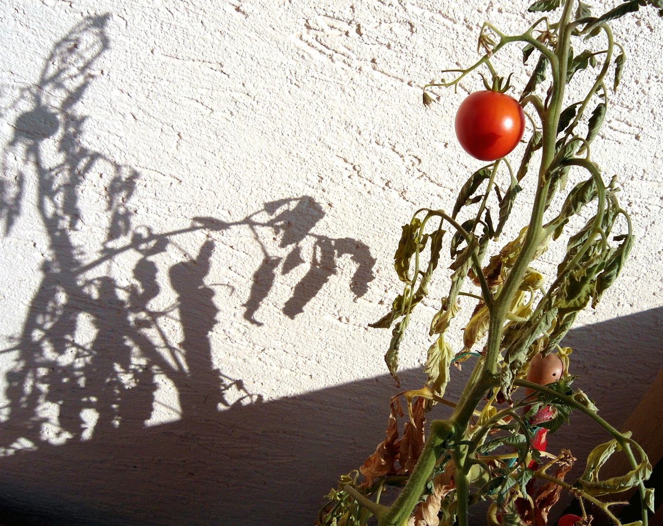 Tomatenschatten