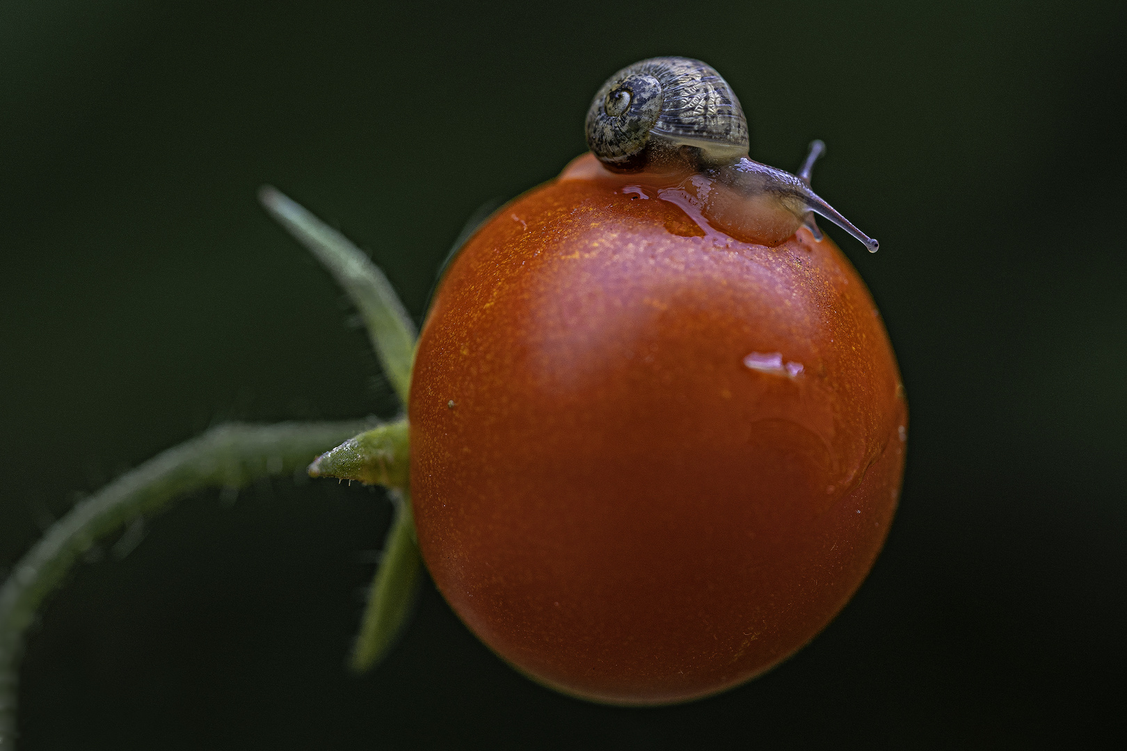 Tomatenschnecke