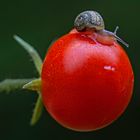 Tomatenschnecke