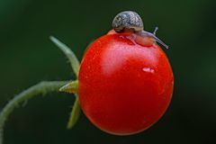 Tomatenschnecke