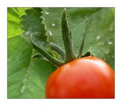 tomatenteil