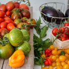 Tomatenvielfalt aus dem Garten