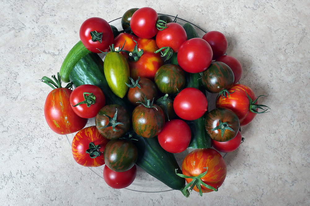 Tomatenvielfalt (mit Gurke) vom Offenbacher Wochenmarkt