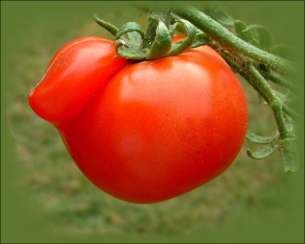 Tomatenweihnachtsentchen für CODY